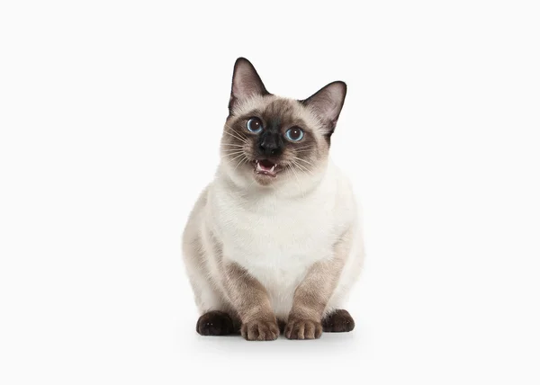 Siam Thai Cat. — Stock Photo, Image