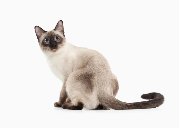 Macska. Thai cica, fehér háttér — Stock Fotó