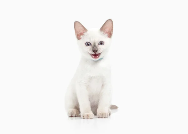 Siam Thai kitten — Stock Photo, Image