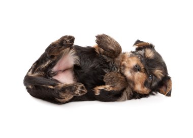 Köpek. Beyaz arka plan üzerinde Yorkshire Terrier köpek yavrusu