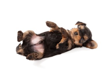 yorkshire Terrier yavrusu