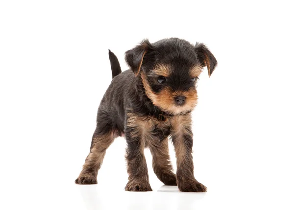 Dog. Puppy of the Yorkshire Terrier on white background — Stock Photo, Image