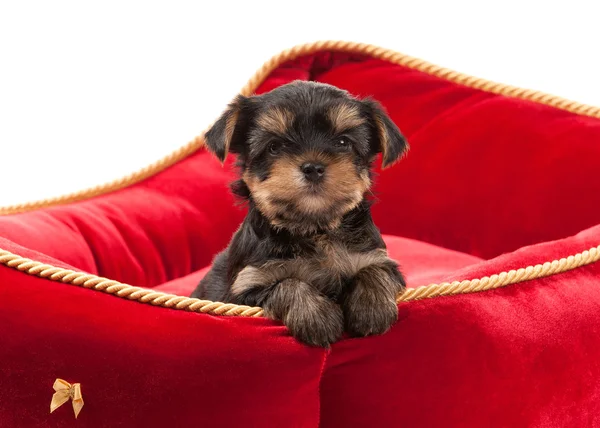 Hund. Valp Yorkshire Terrier på vit bakgrund — Stockfoto