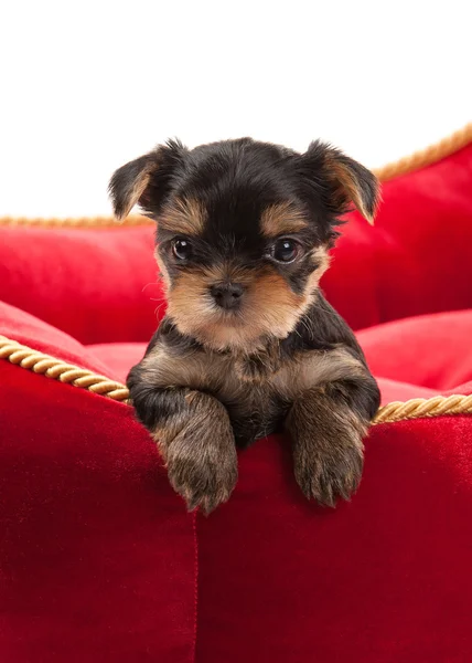 Cane. Cucciolo del Yorkshire Terrier su sfondo bianco — Foto Stock