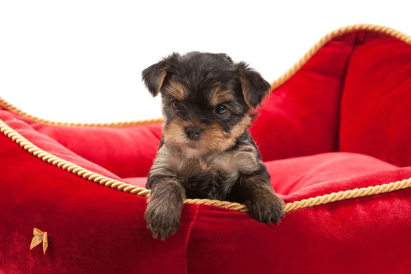 Valp yorkshire terrier — Stockfoto