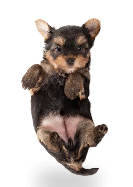Cucciolo del terrier di yorkshire — Foto Stock