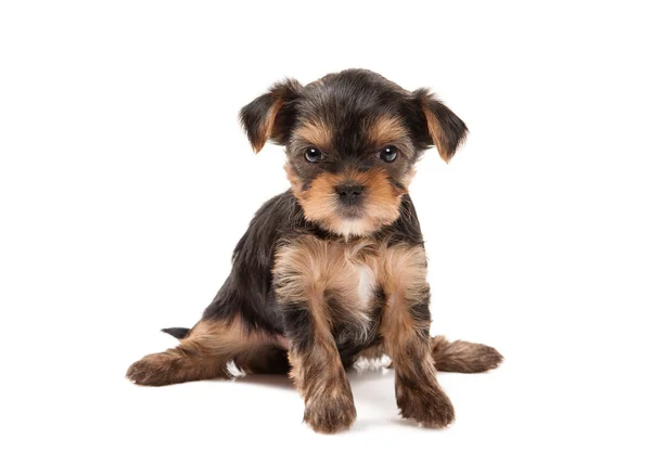 Cane. Cucciolo del Yorkshire Terrier su sfondo bianco — Foto Stock