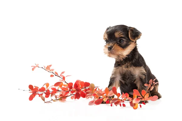 Hond. Puppy van de Terriër van Yorkshire op witte achtergrond — Stockfoto