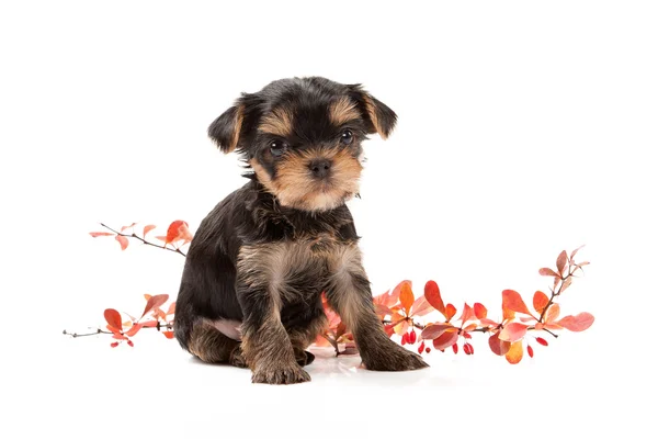 Dog. Puppy of the Yorkshire Terrier on white background — Stock Photo, Image