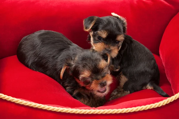 Two puppies of the Yorkshire Terrier — Stock Photo, Image