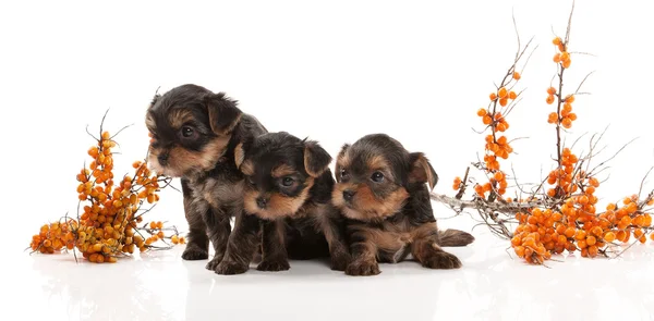 Hond. Drie puppy van de Terriër van Yorkshire op witte achtergrond — Stockfoto