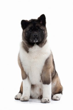 Köpek. Amerikan Akita köpek yavrusu