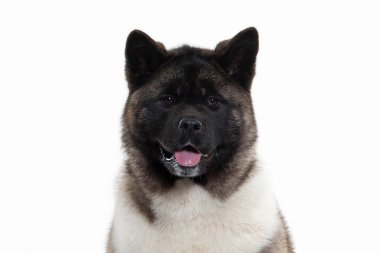 Amerikan akita köpek yavrusu