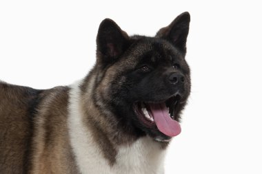 Amerikan akita köpek yavrusu