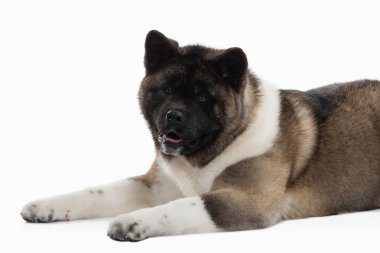 Köpek. Beyaz arka plan Amerikan Akita köpek yavrusu