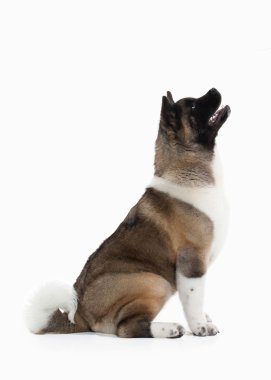 Köpek. Beyaz arka plan Amerikan Akita köpek yavrusu