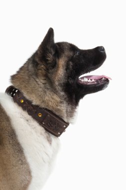 Köpek. Beyaz arka plan Amerikan Akita köpek yavrusu