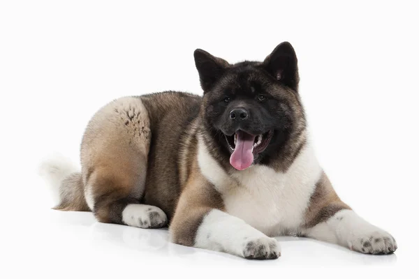 Amerikansk akita valp — Stockfoto