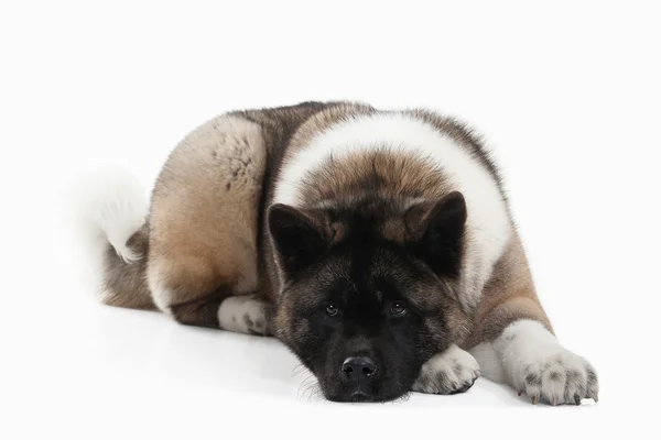 Hond. Amerikaanse Akita pup van witte achtergrond — Stockfoto