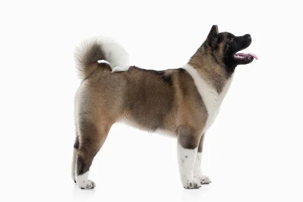 Hond. Amerikaanse Akita puppy — Stockfoto