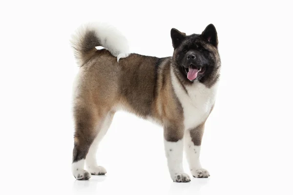 犬。白い背景のアメリカン ・ アキタ子犬 — ストック写真