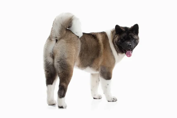 Hund. American Akita valp av vit bakgrund — Stockfoto