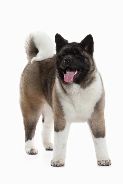 Hund. American Akita valp av vit bakgrund — Stockfoto