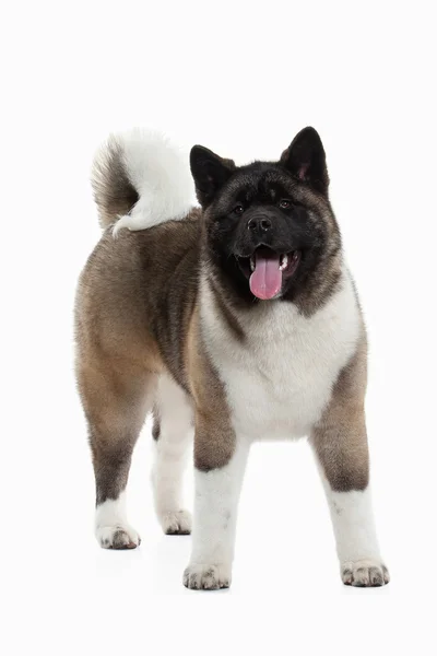 Hond. Amerikaanse Akita pup van witte achtergrond — Stockfoto