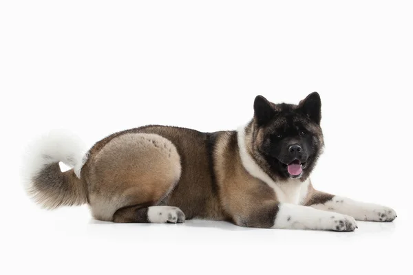 Hund. American Akita valp av vit bakgrund — Stockfoto