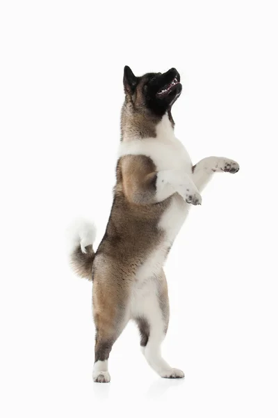 Cão. American Akita cachorro de fundo branco — Fotografia de Stock