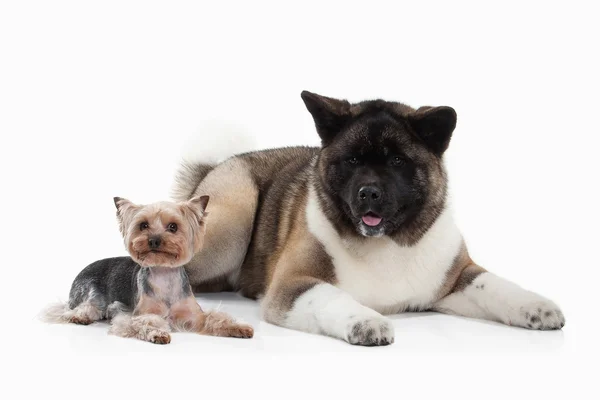 Dog. American Akita puppy and Yorksjire terrier of white backgro — Stock Photo, Image