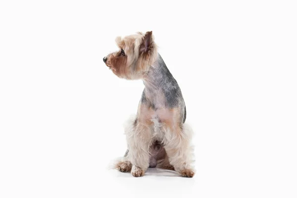 Dog. Yorkshire terrier on white gradient background — Stock Photo, Image