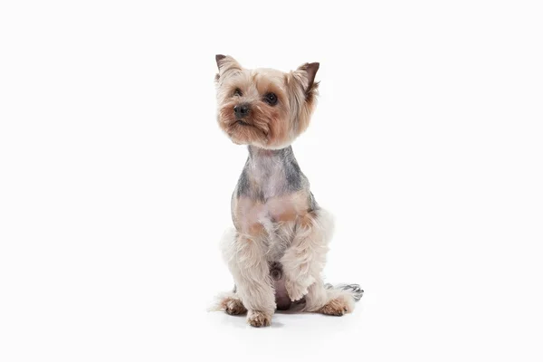 Dog. Yorkshire terrier on white gradient background — Stock Photo, Image