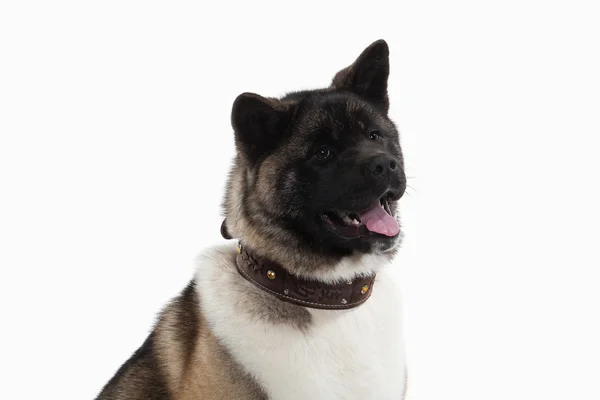 Hund. amerikanischer Akita Welpe mit weißem Hintergrund — Stockfoto