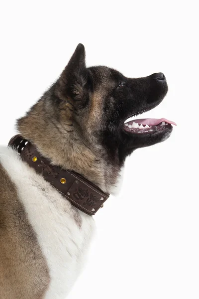 Hund. American Akita valp av vit bakgrund — Stockfoto