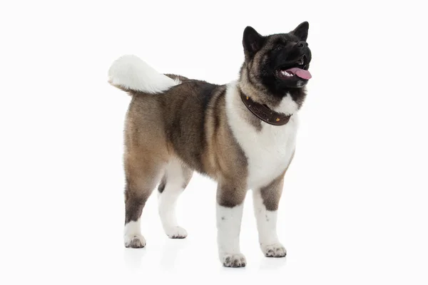 Hond. Amerikaanse Akita pup van witte achtergrond — Stockfoto