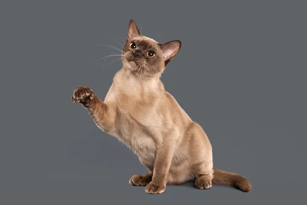 Katt. Choklad Burmese katt av grå bakgrund — Stockfoto