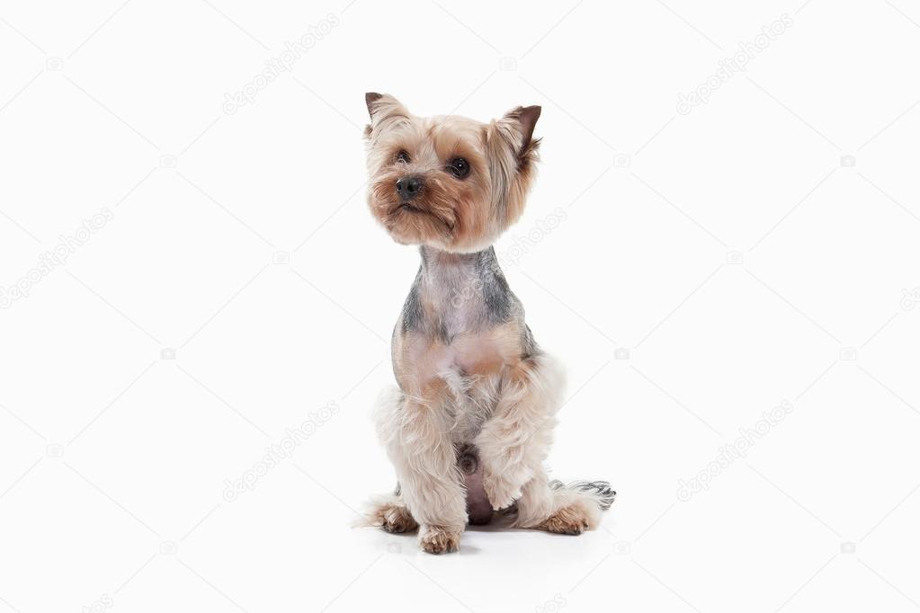 Dog Yorkshire Terrier On White Gradient Background Stock Photo