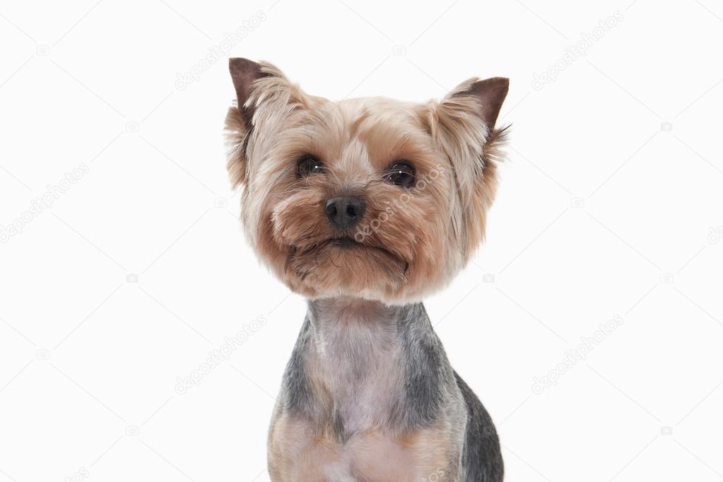 Dog Yorkshire Terrier On White Gradient Background Stock Photo