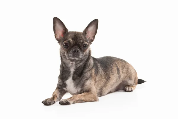 Hond. Chihuahua pup geïsoleerd op wit — Stockfoto