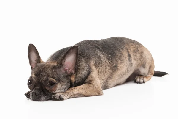 Chihuahua cachorro cão — Fotografia de Stock