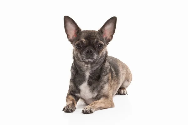 Chihuahua puppy hondje — Stockfoto