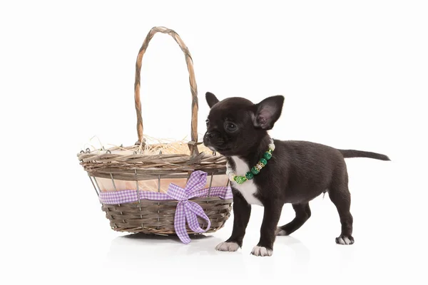 Chihuahua puppy hondje — Stockfoto