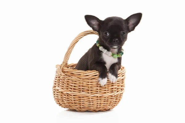 Chihuahua chiot chien — Photo