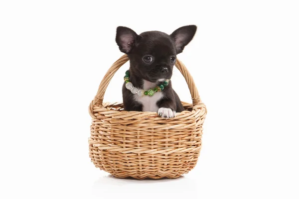 Hond. Chihuahua pup geïsoleerd op wit — Stockfoto