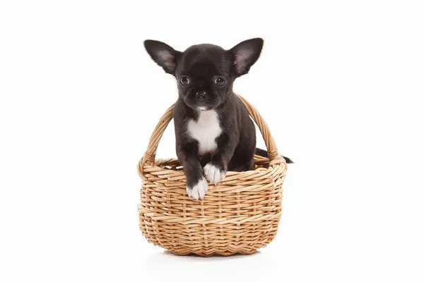 Chihuahua puppy dog — Stock Photo, Image