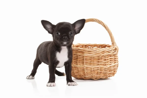 Perro. Chihuahua cachorro aislado en blanco — Foto de Stock