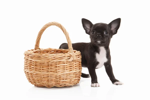Chihuahua puppy hondje — Stockfoto