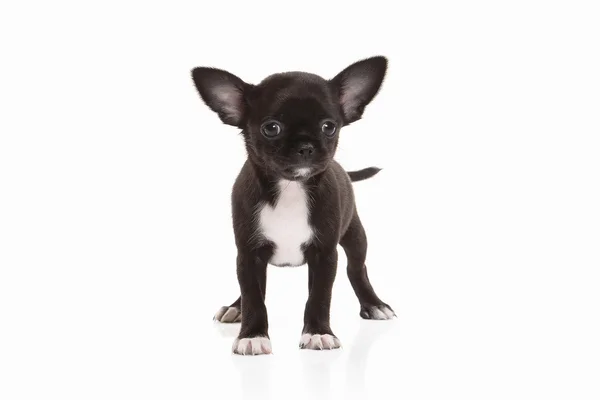 Chihuahua puppy dog — Stock Photo, Image