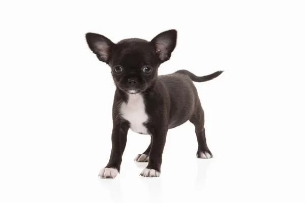Chihuahua cachorro perro —  Fotos de Stock